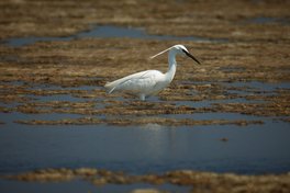 Wildlife Photography | Φωτογραφία Άγριας Ζωής