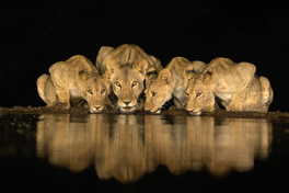 Lioness and Three Cubs