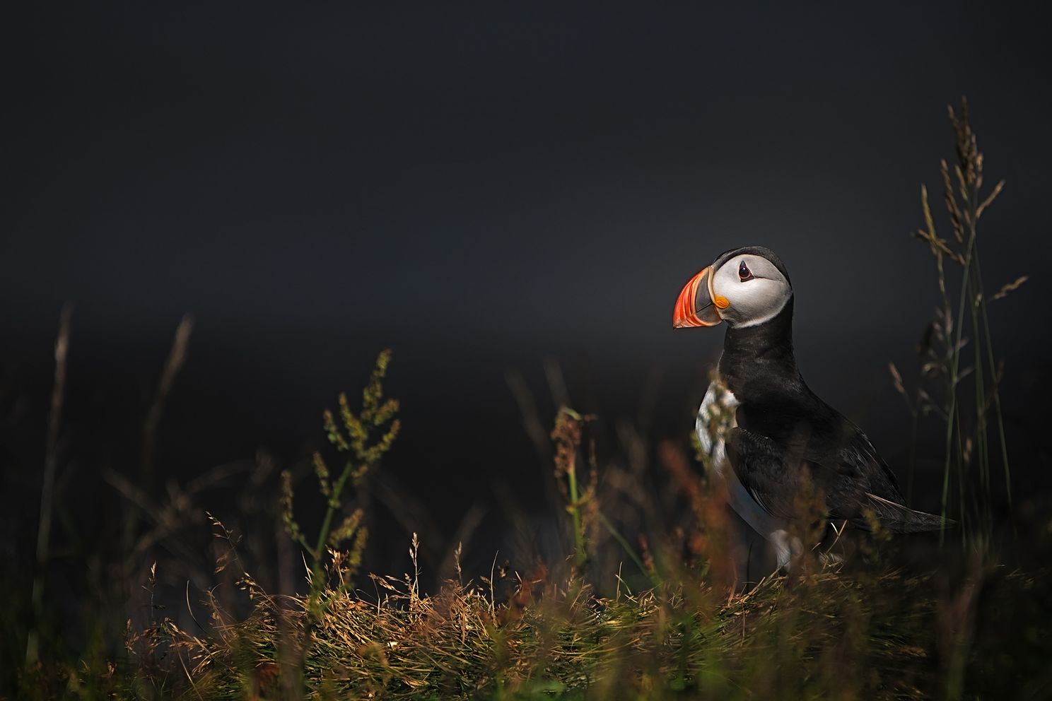 Puffin on land