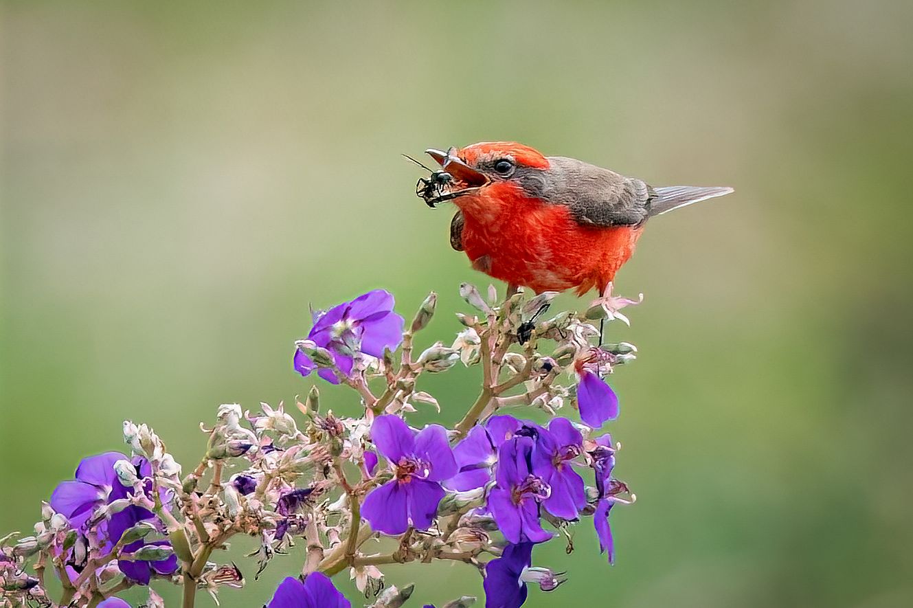 Red bird eating a bee
