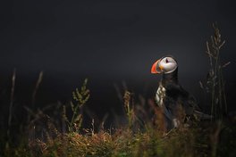 Puffin of Iceland