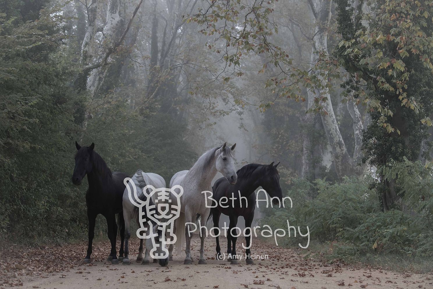 Horses of the Forest