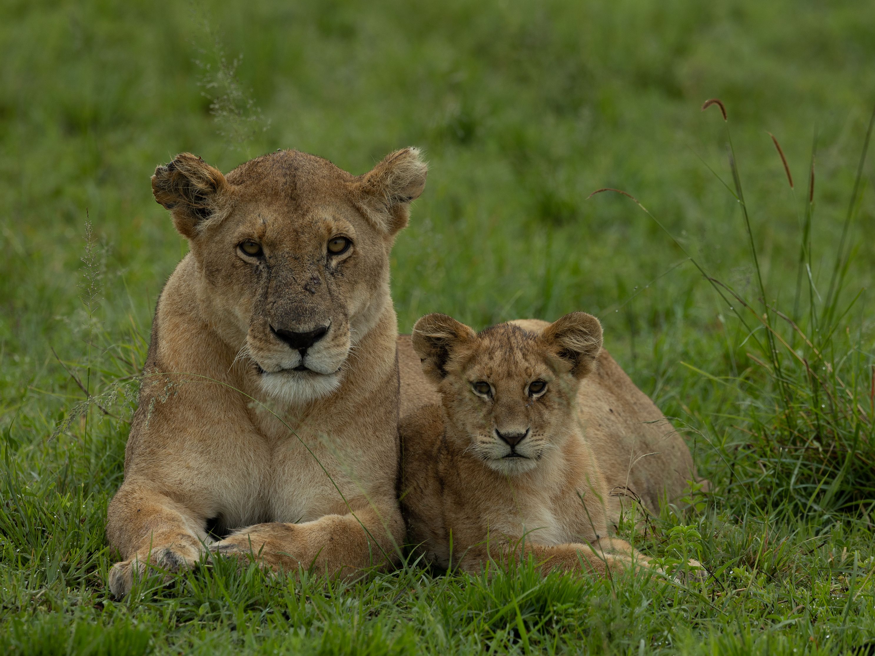Lioness  Cub portrait
