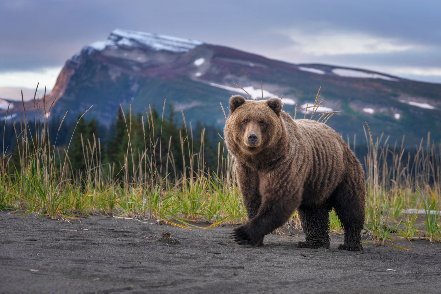 a bear wandering in front of a mountain in sunset glow