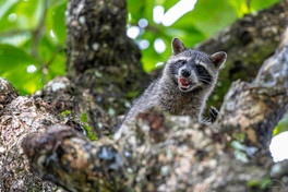 Northern raccoon licking its lips