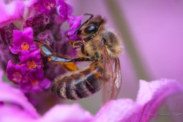 DHPHOTO_macro_2016_00009.jpg