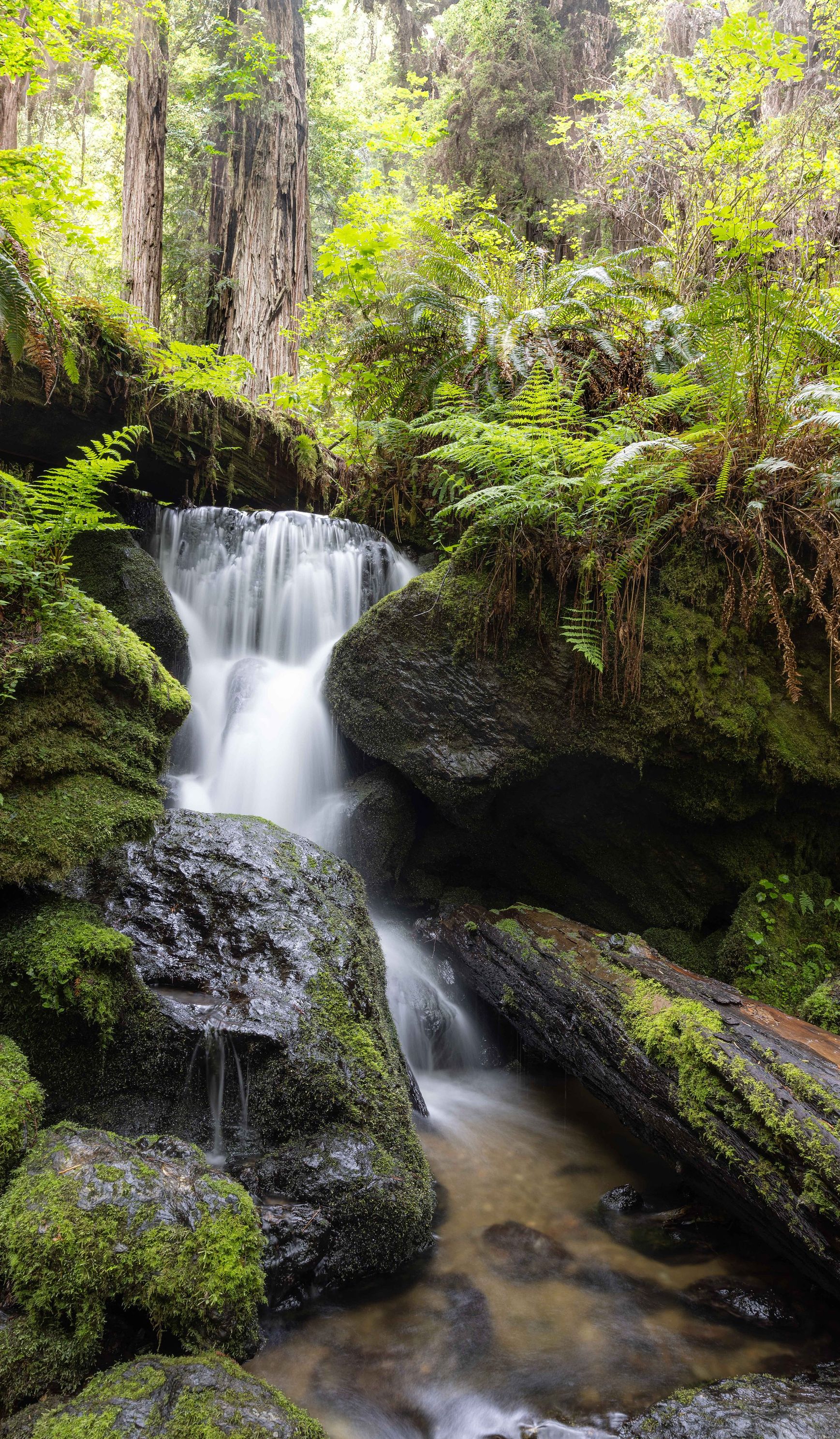 Trillium Falls, landscape photo art, Truby, Redwood NP, California