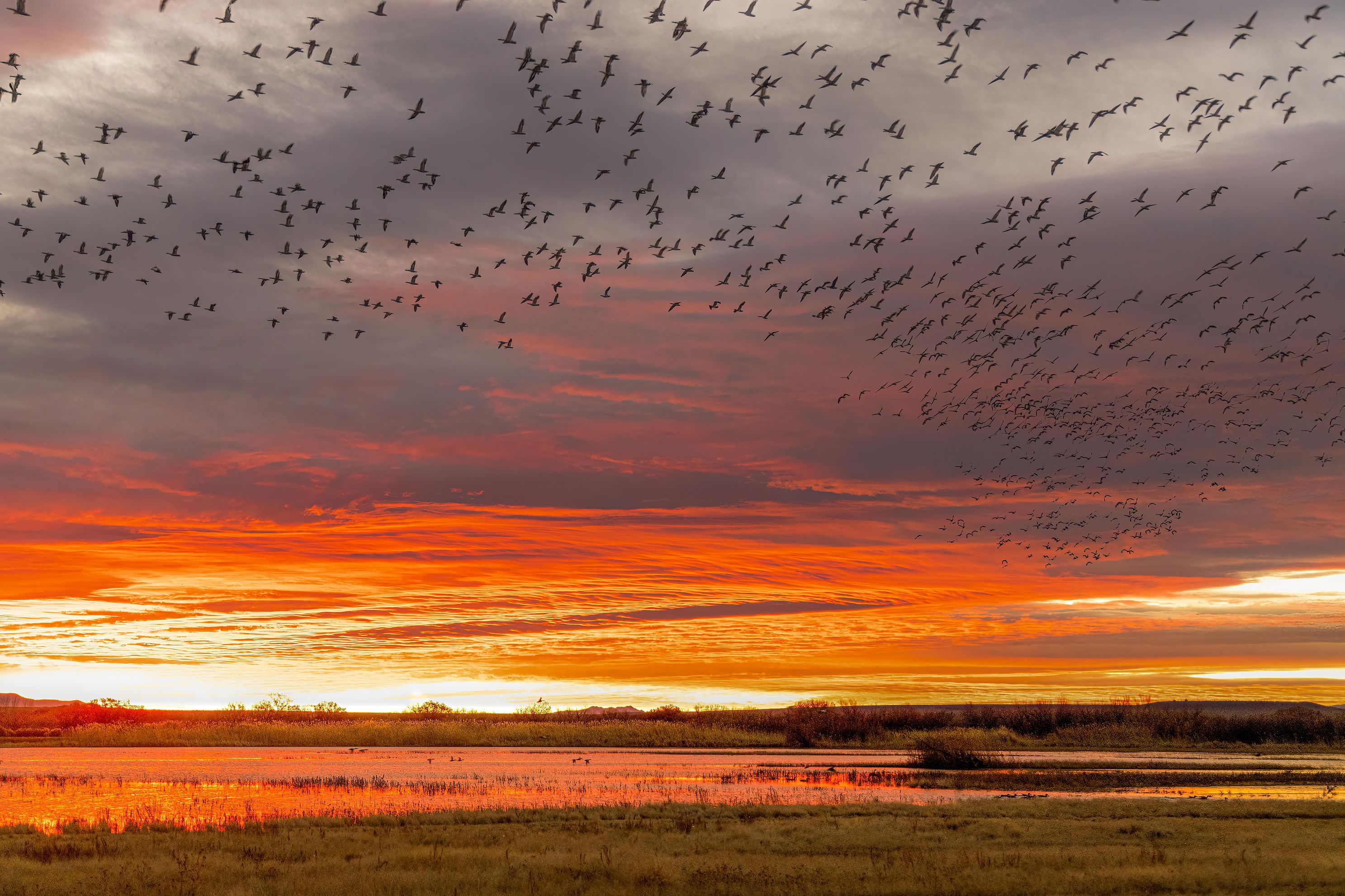 Bosque del Apache Day, landscape photo art, Truby, New Mexico, landscape photo art, Truby, sunrise,