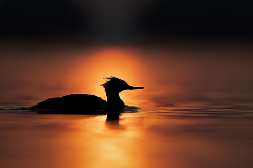 Sunrise Silhouette
