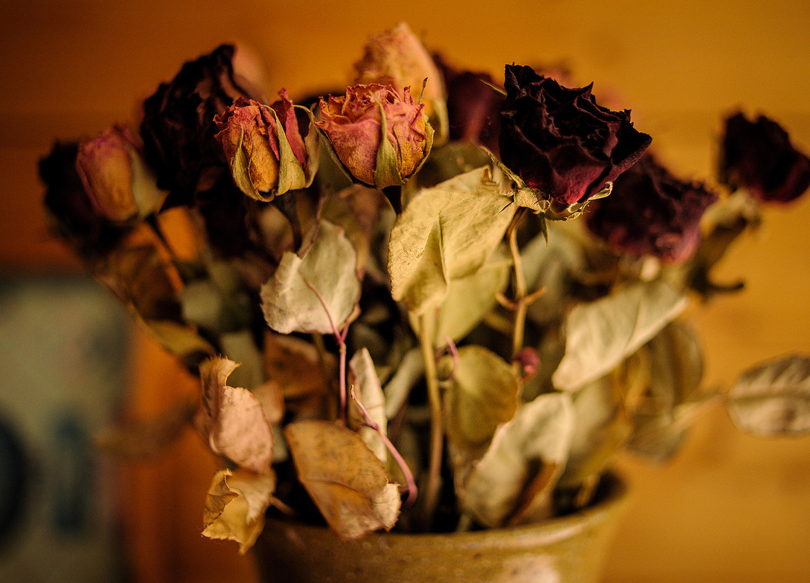 MTdeadflowerscljpg