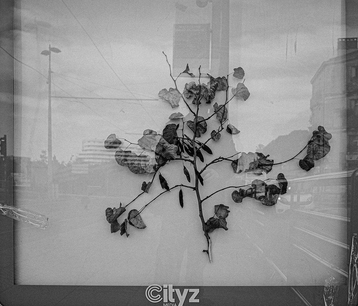 plantad.bw-0016035.jpg 1