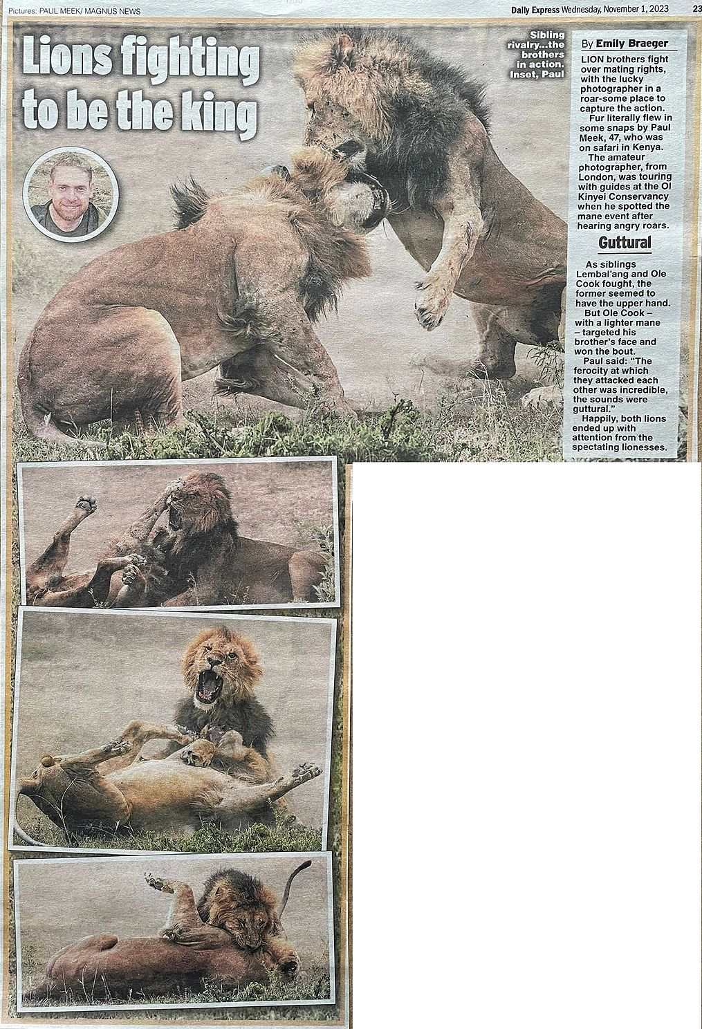 Lions fighting to be the King Daily Expressjpg