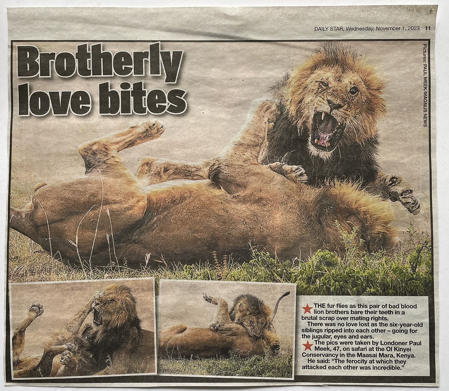 Male Lion Brothers Fighting Brotherly love bites Daily Star
