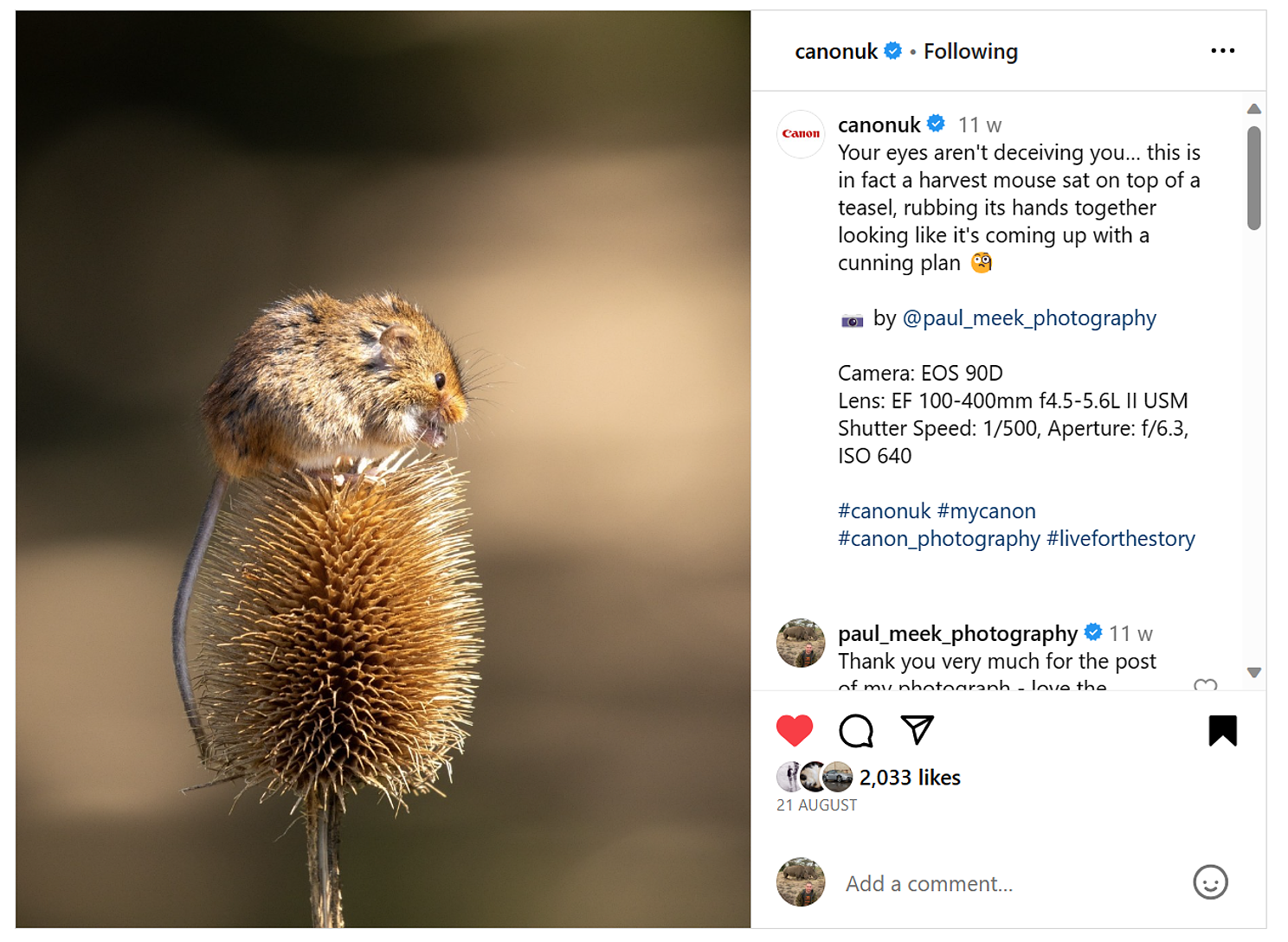 Harvest Mouse photograph published on Instagram by Canon UK animal nature