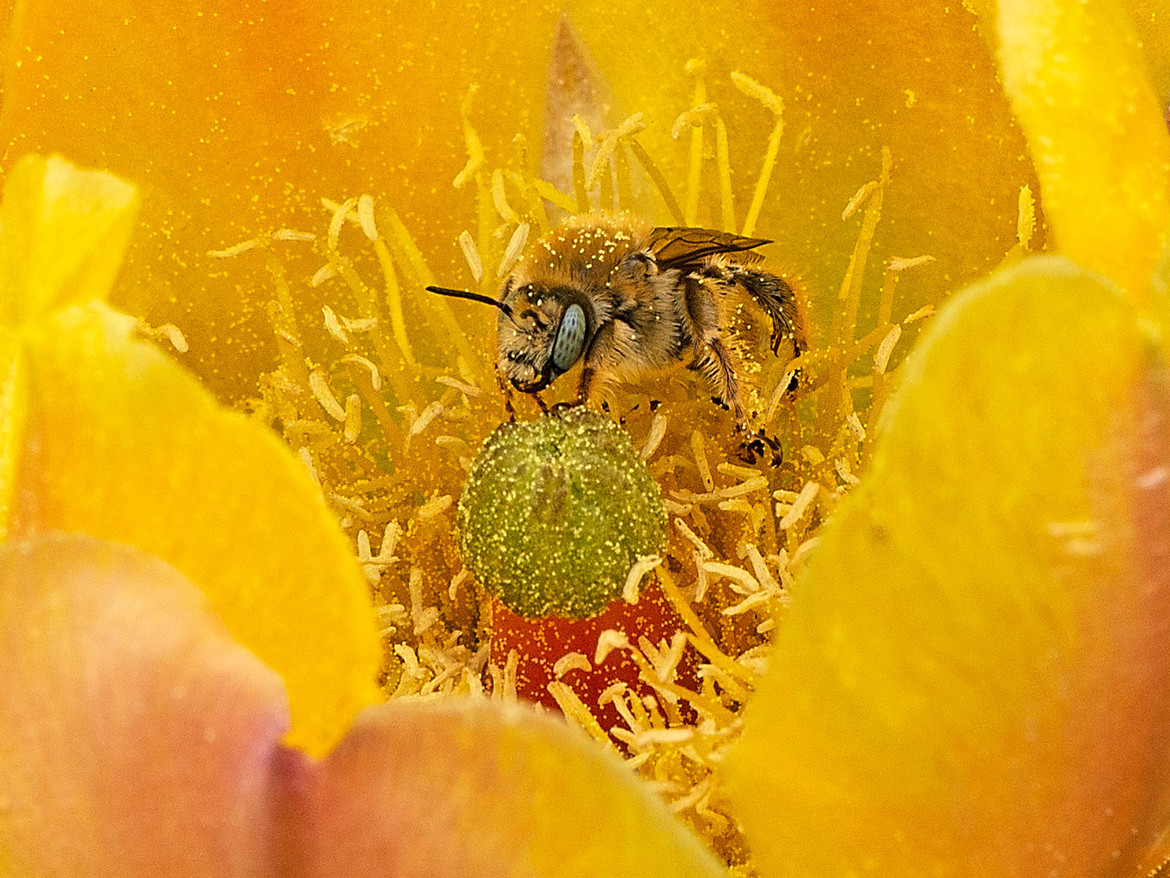 Bee in a Prickly Pear Flower