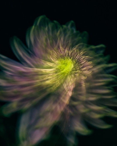 Flowering-11.jpg