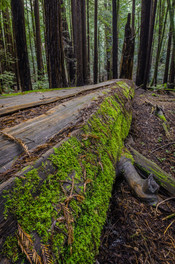 A Fallen Giant
