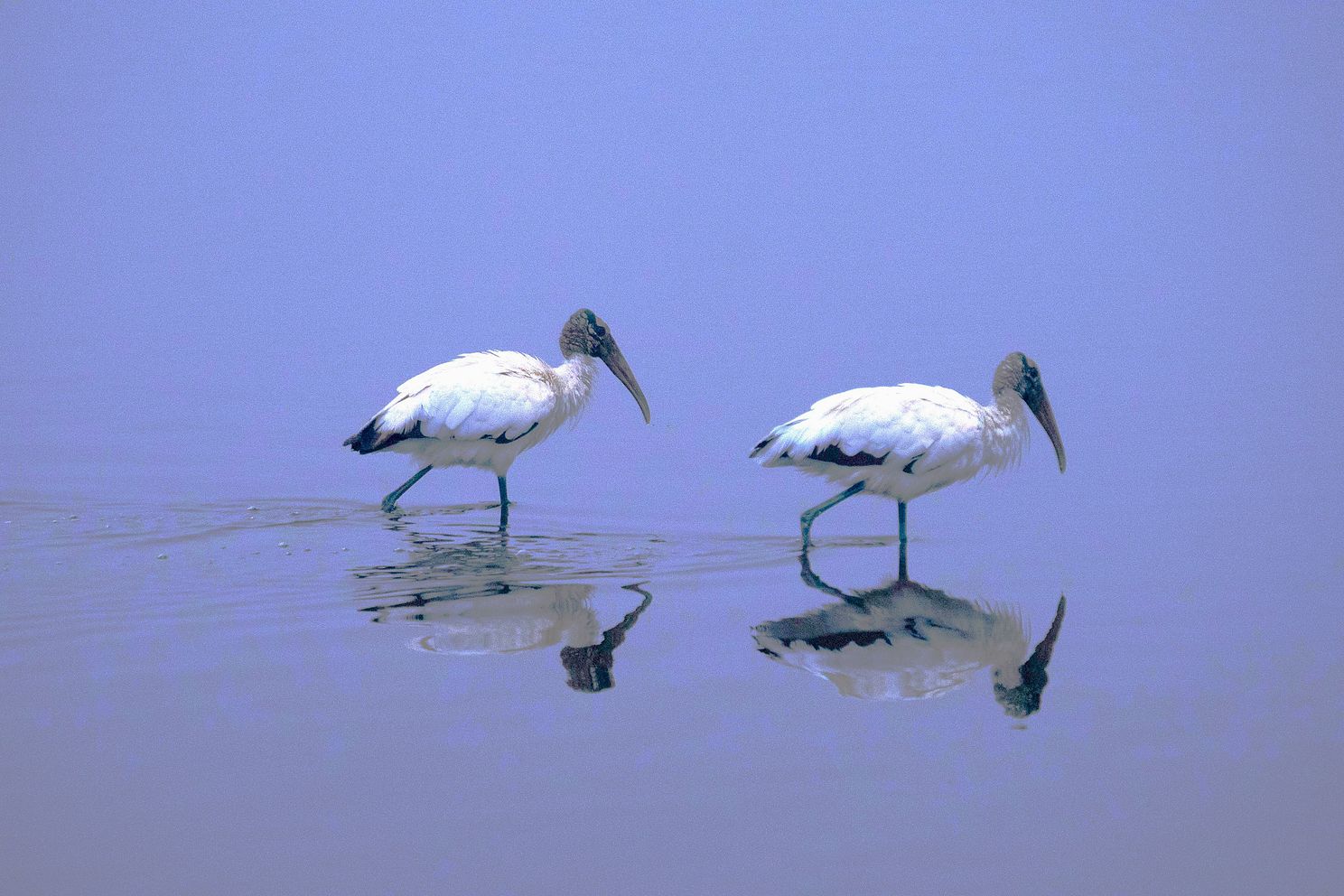 storks jpg