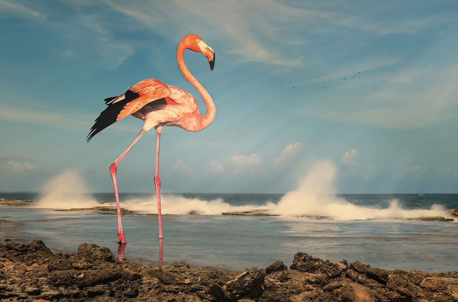 _MPP3334 - Bonaire.jpeg