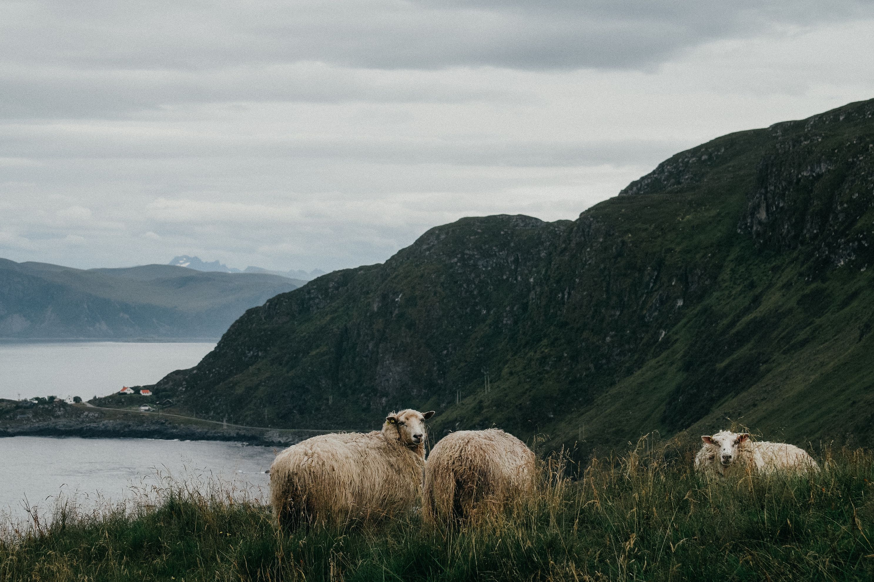 Don't be Sheepish