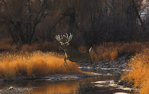 Creekleaper30340 copy.jpg