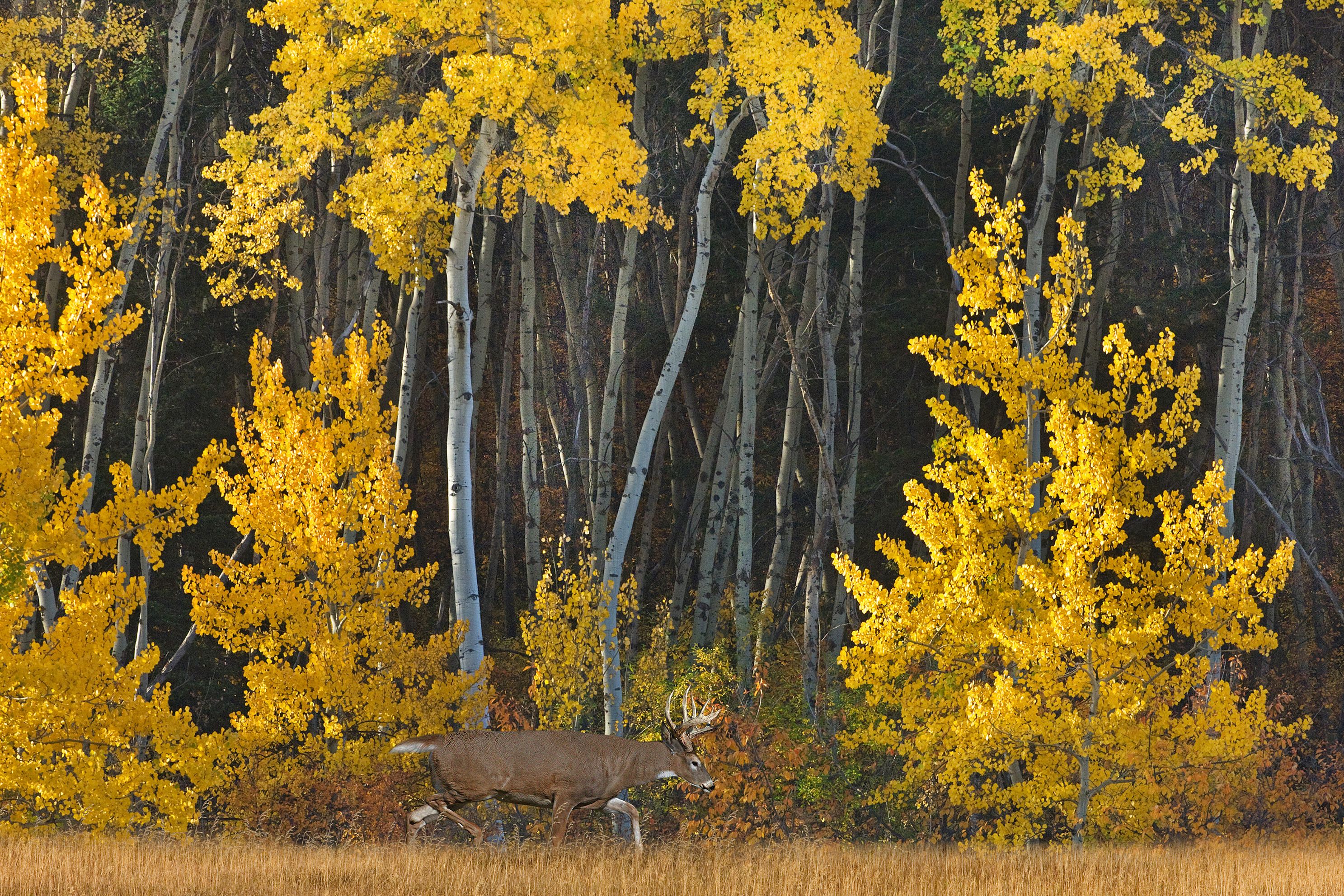 aspenwalkerjpg