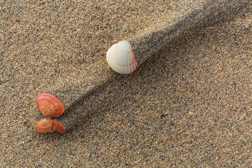 Seashells Luskentyre Beach Isle of Harris