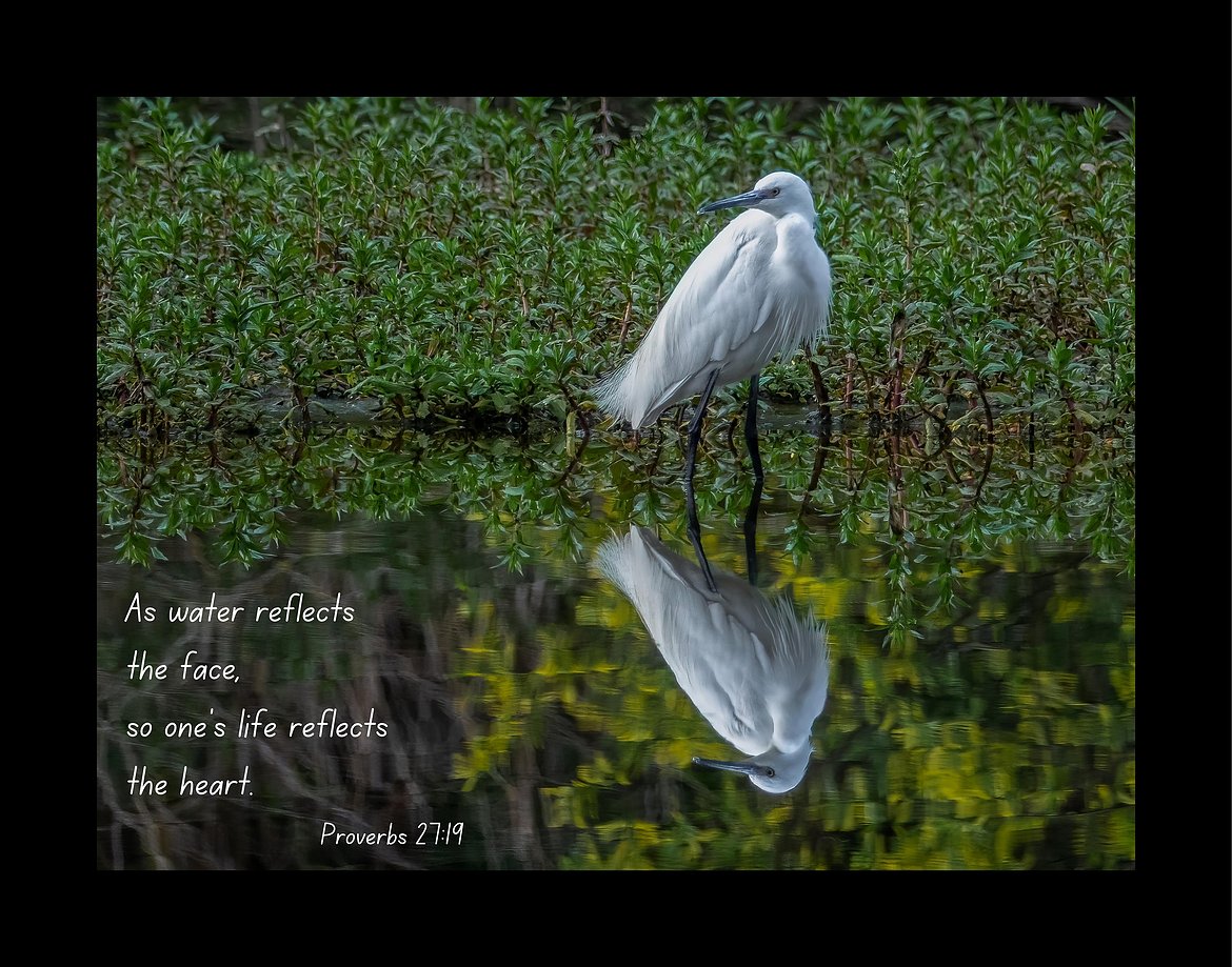 Reflections.jpg
