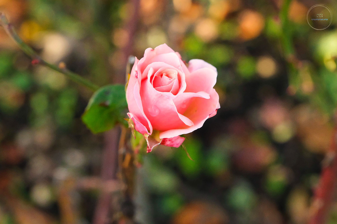 Pink Rose picture two