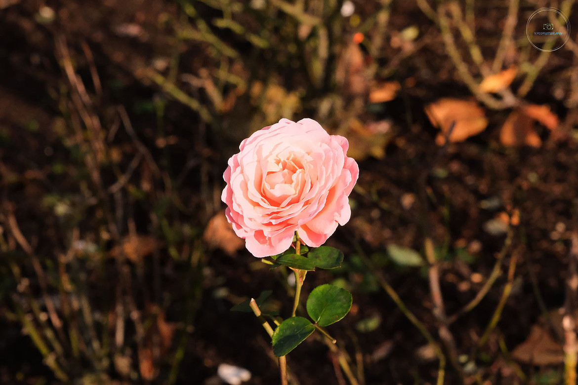 Light Pink Rose picture one