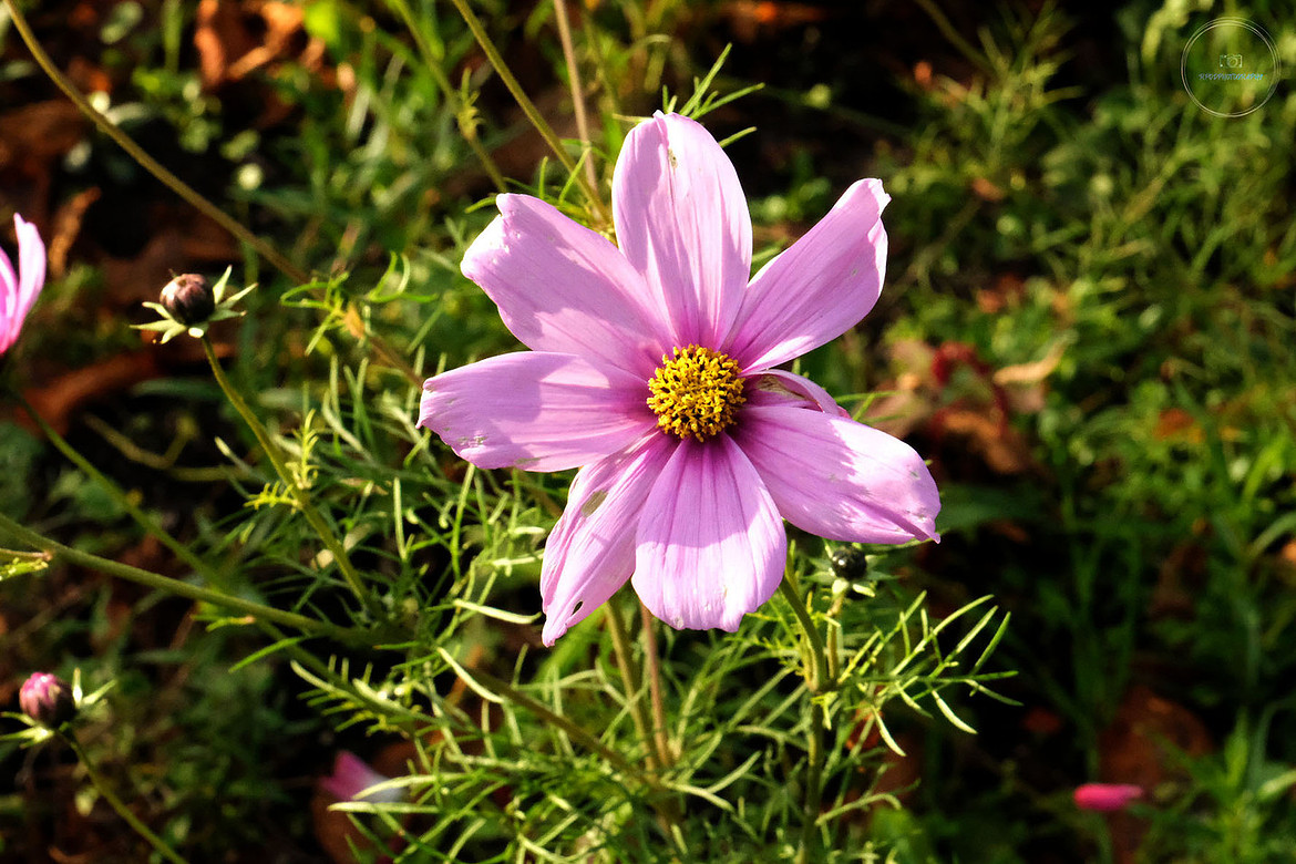 Lilac Cosmos