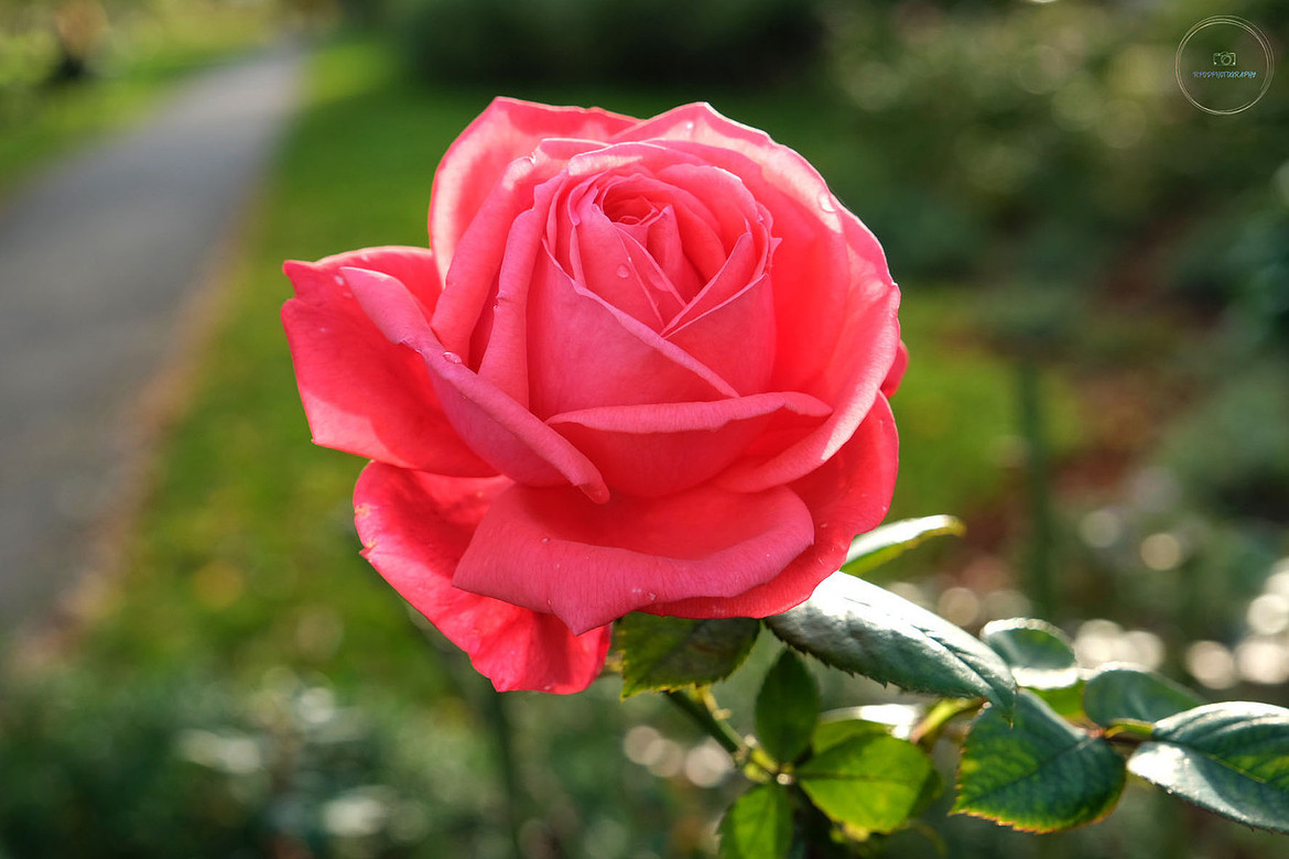 Pink Rose macro nature photography, close-up nature photography, flower photography