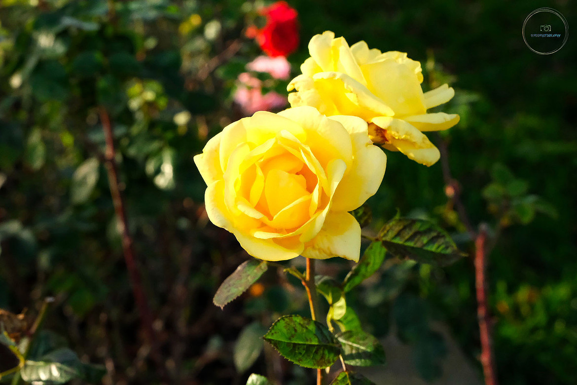 Yellow Rose picture two
