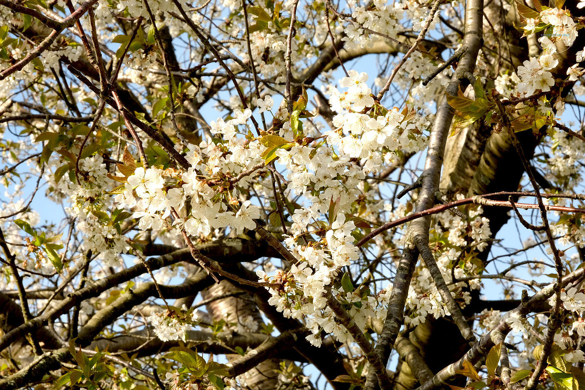 Blossom