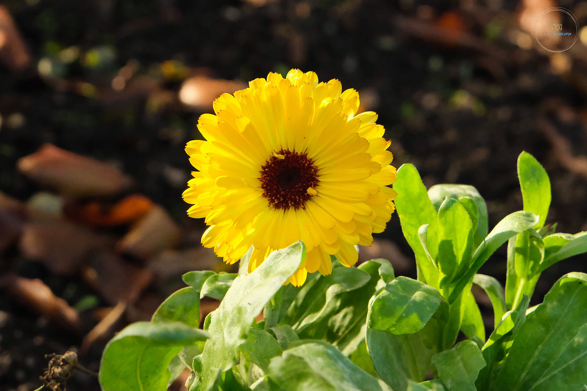 Yellow Calendula