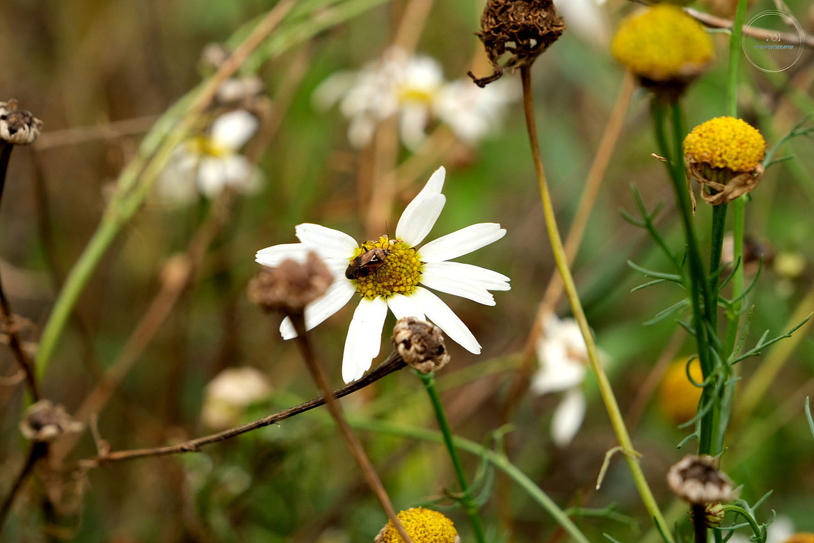 Daisy and friend
