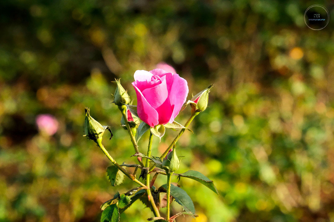 Pink Rose picture three