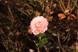 Light Pink Rose 1.jpg