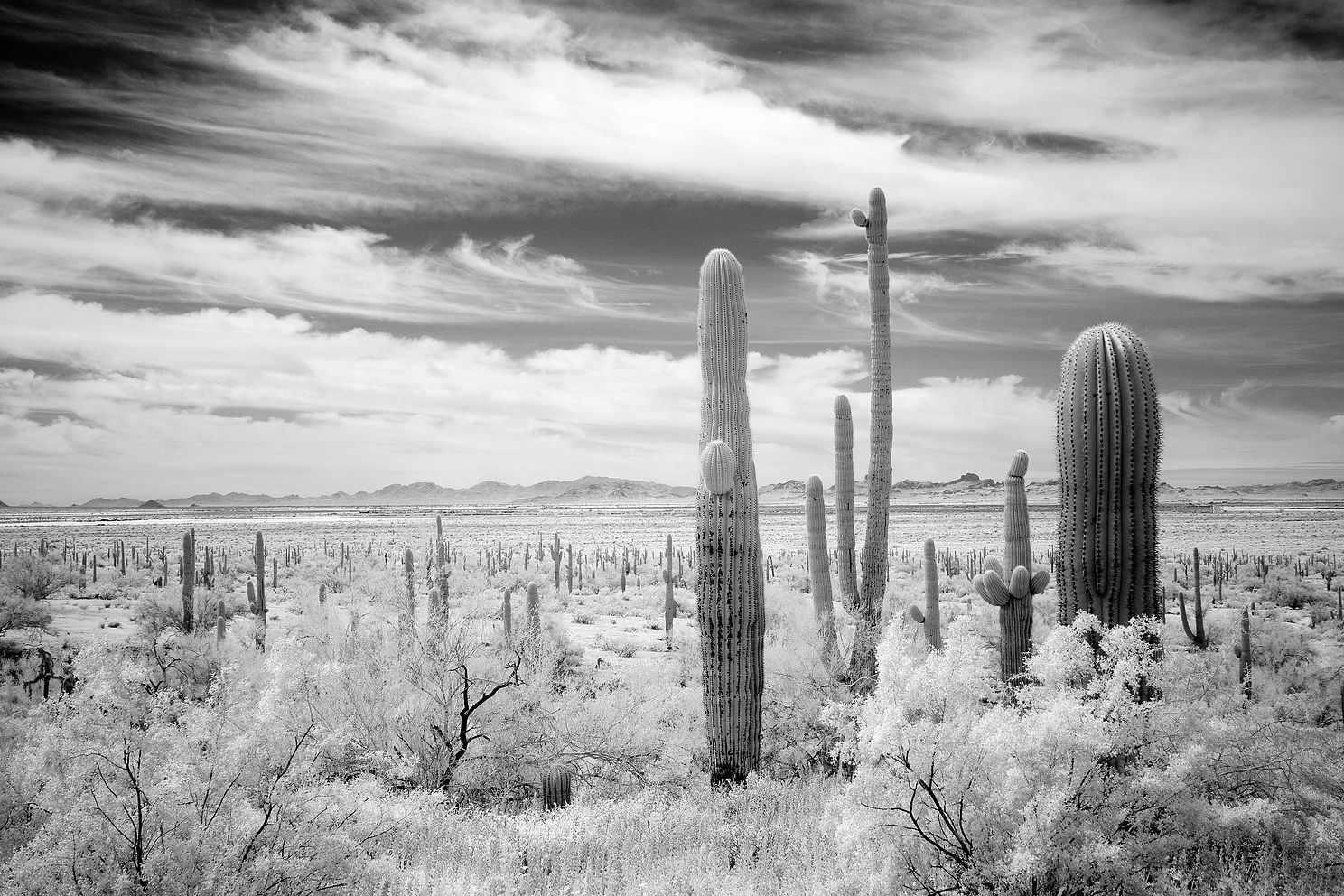 A desert forest landscape filled with Saguaro in southern Arizona. Black and white infrared.