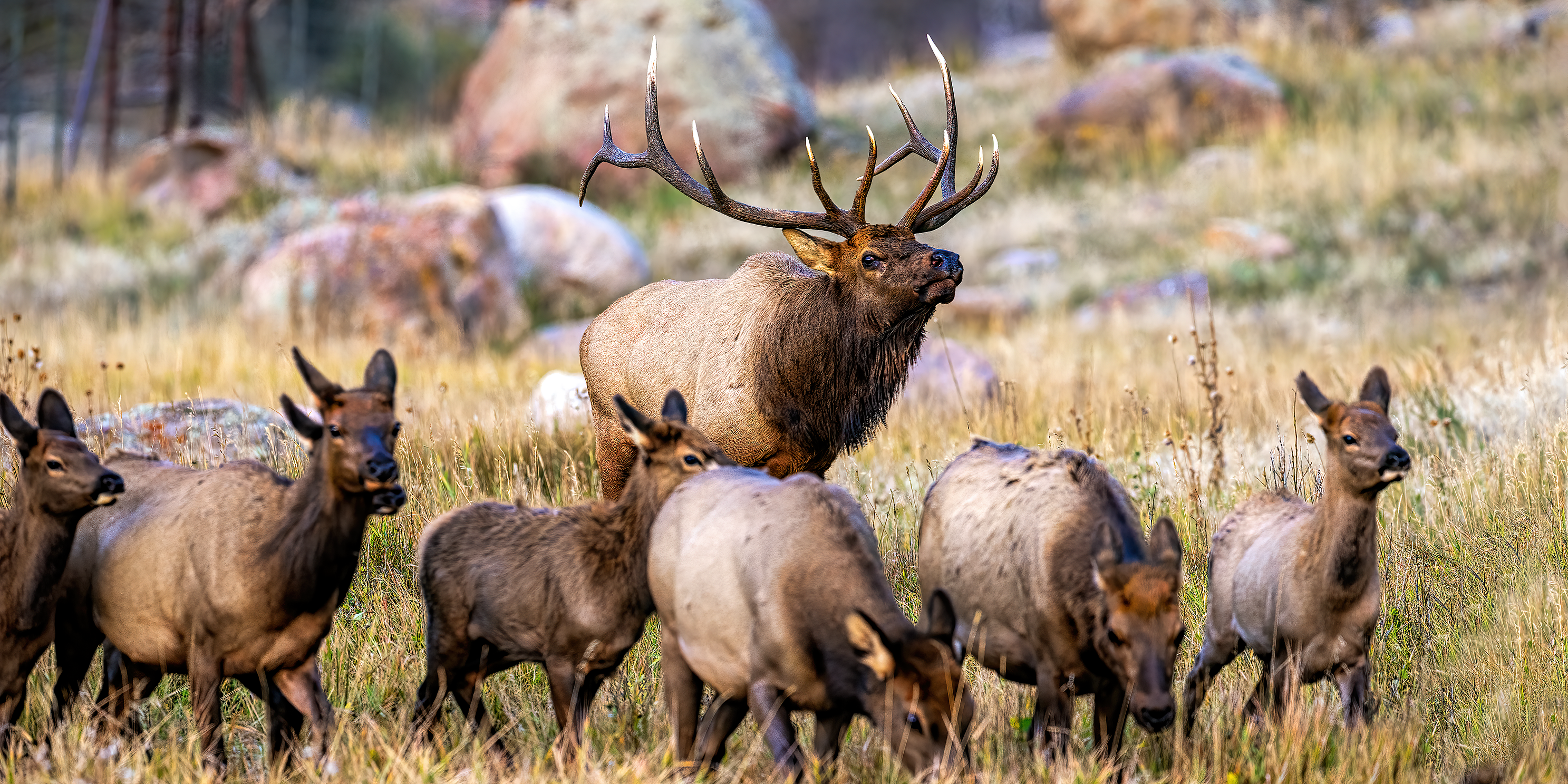 RUTELK_RNP_0922_14074.png