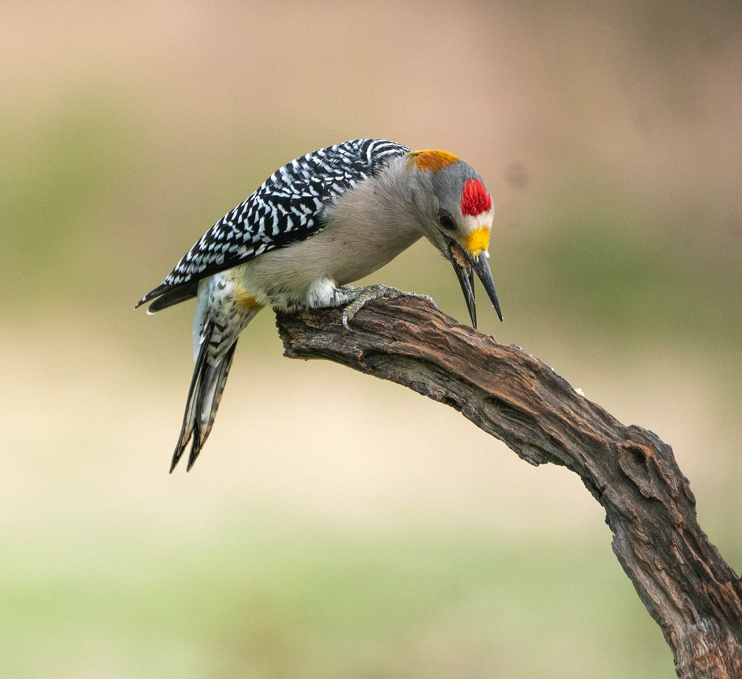 best golden fronted woodpeckerjpg