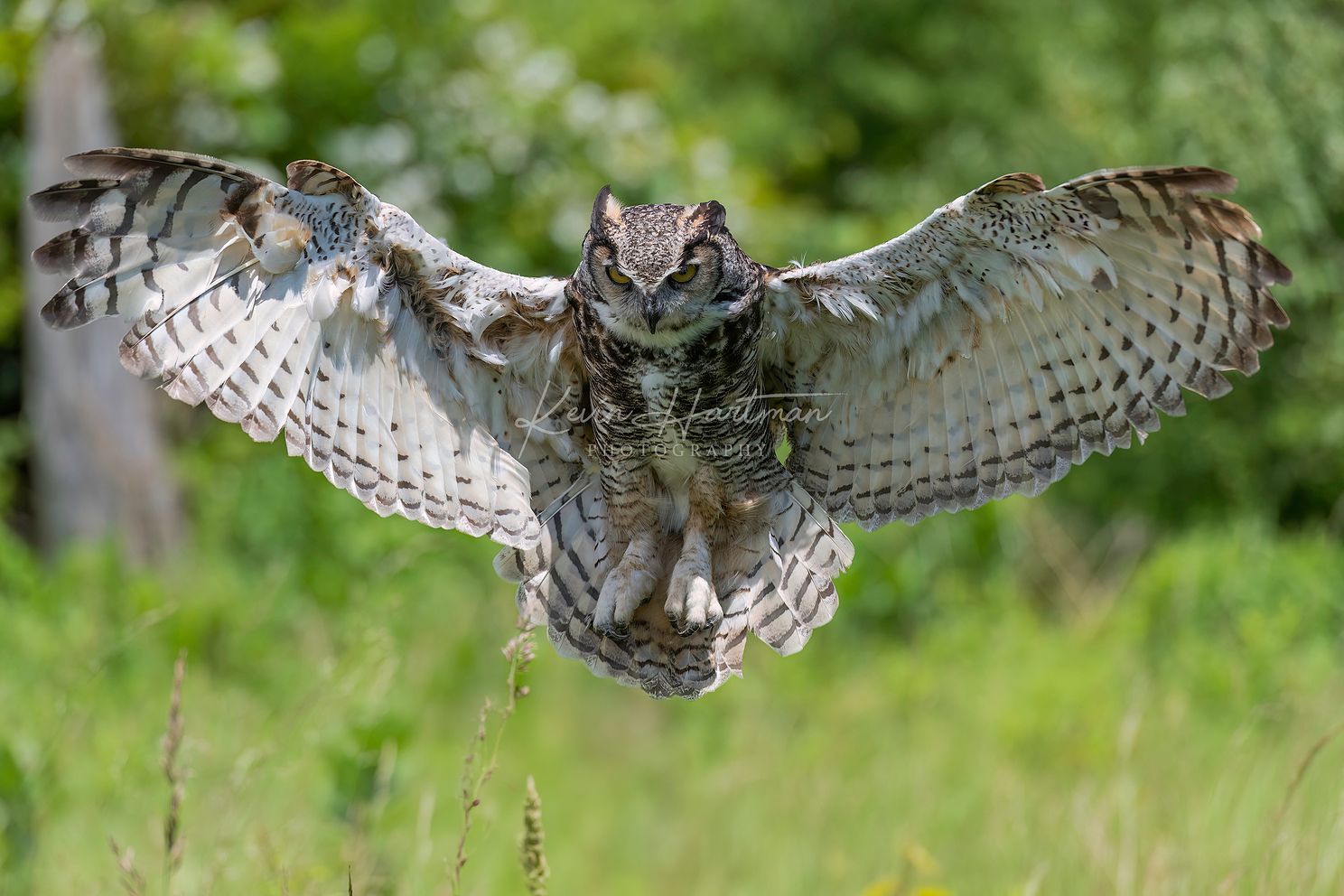 Great Horned Owljpg