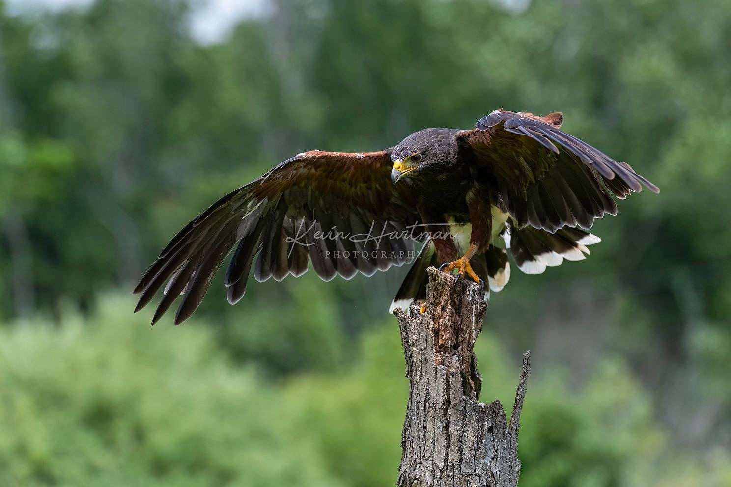 Harris Hawkjpg
