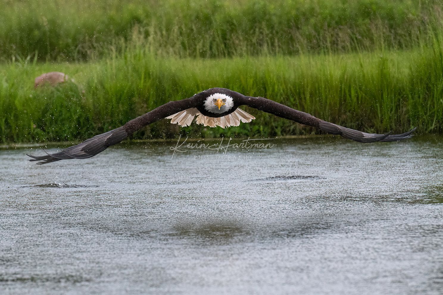 Bald Eaglejpg
