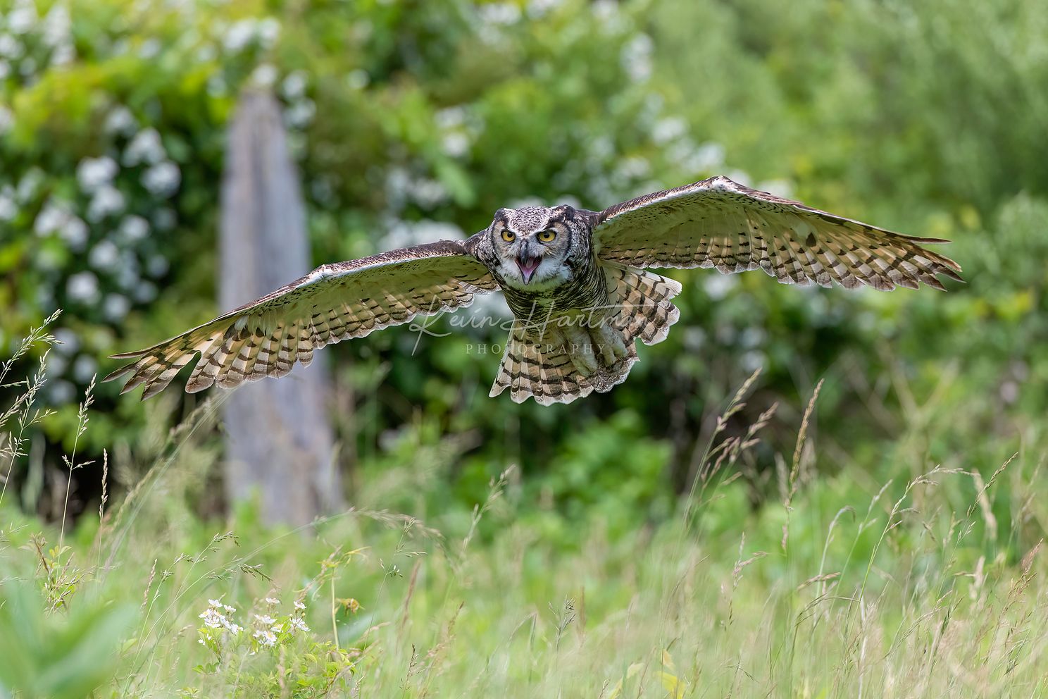 Great Horned Owljpg