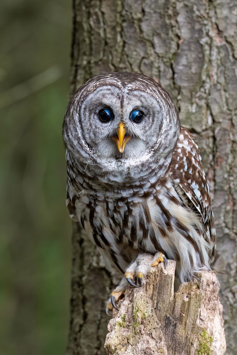 Barred Owljpg