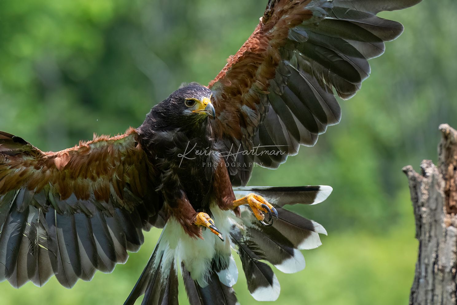 Harris Hawkjpg