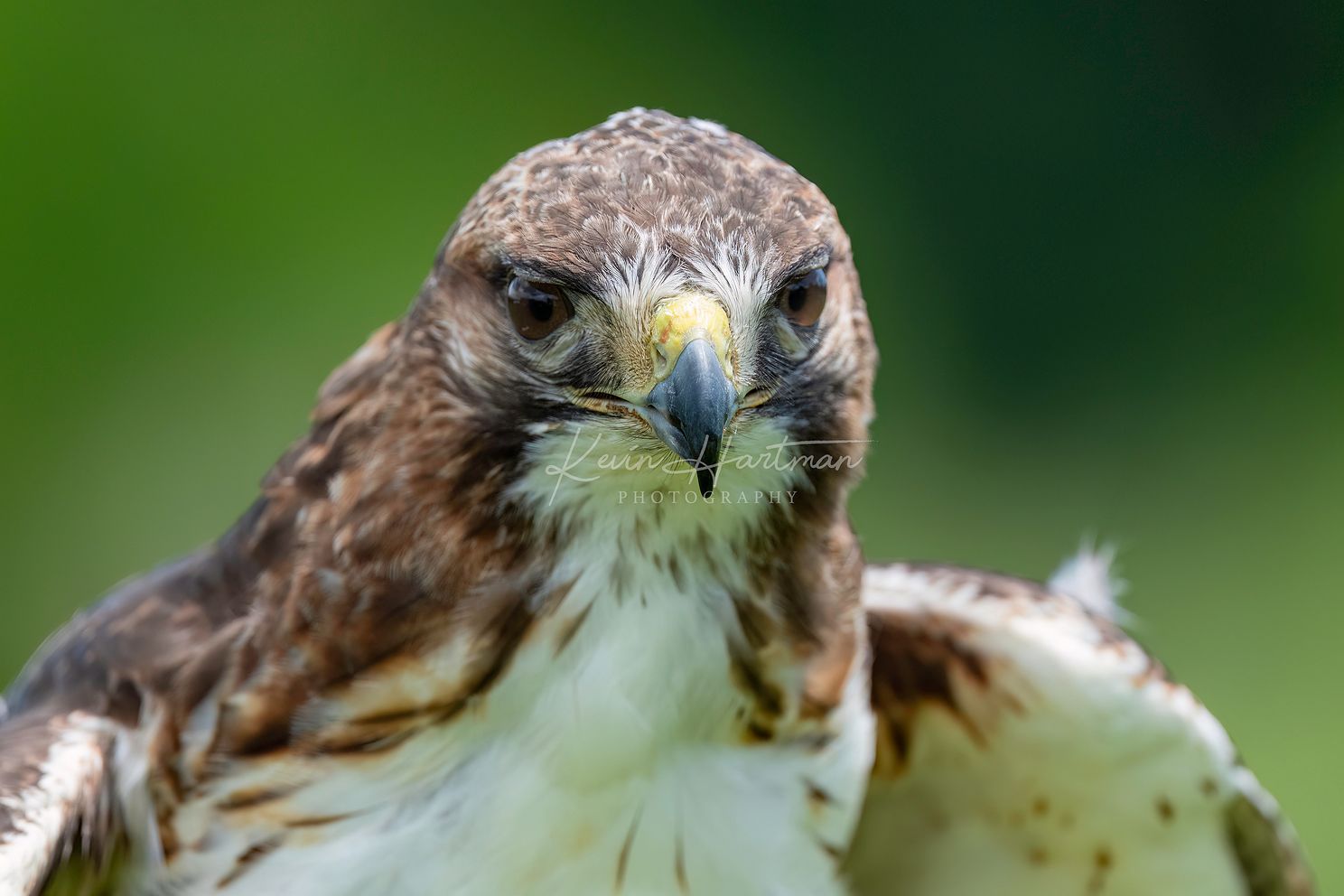 Red Tailed Hawkjpg