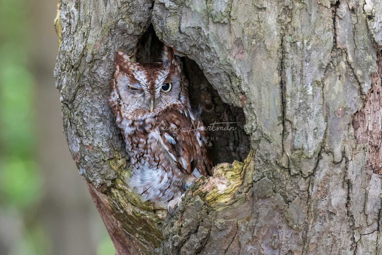 Eastern Screech Owljpg