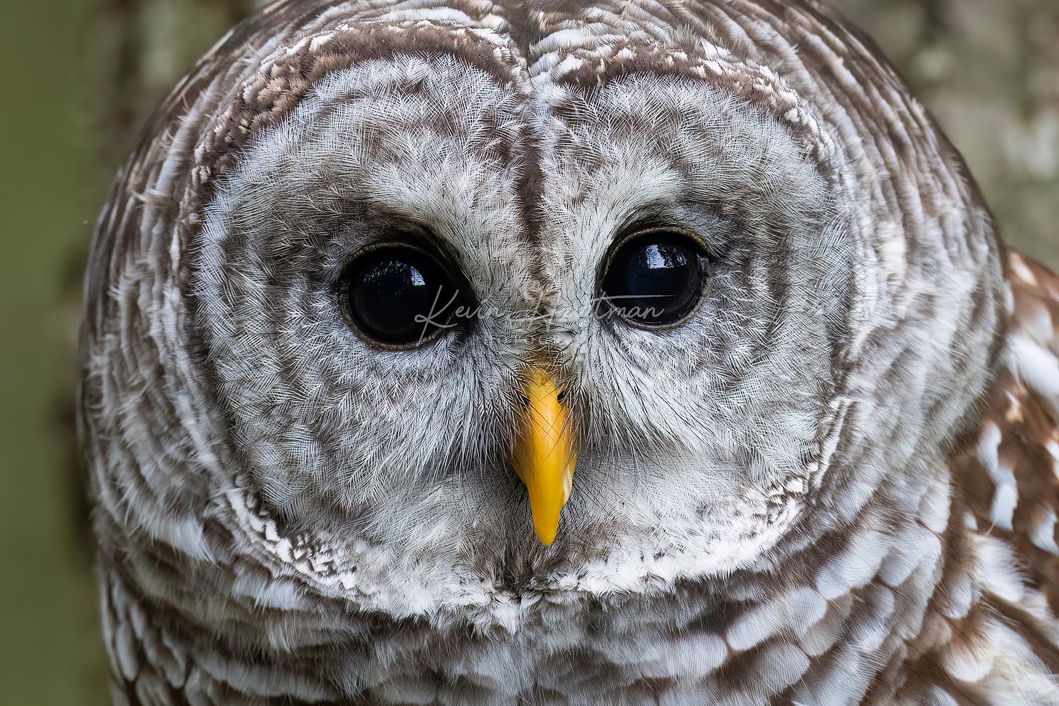 Barred Owljpg